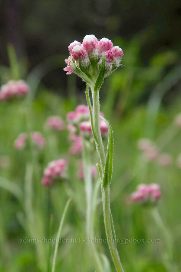 rosy pussy-toes (Antennaria rosea) [Forest Road 1720, Mt. Hood National Forest, Wasco County, Oregon]