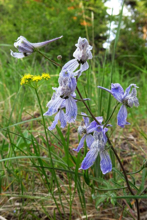 pale blue larkspur (Delphinium nuttallianum) [Forest Road 1720, Mt. Hood National Forest, Wasco County, Oregon]