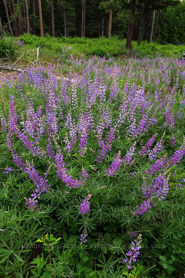 lupines (Lupinus sp.) [Forest Road 1720, Mt. Hood National Forest, Wasco County, Oregon]