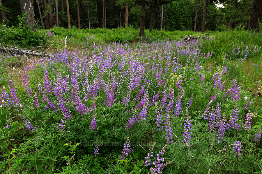 lupines (Lupinus sp.) [Forest Road 1720, Mt. Hood National Forest, Wasco County, Oregon]
