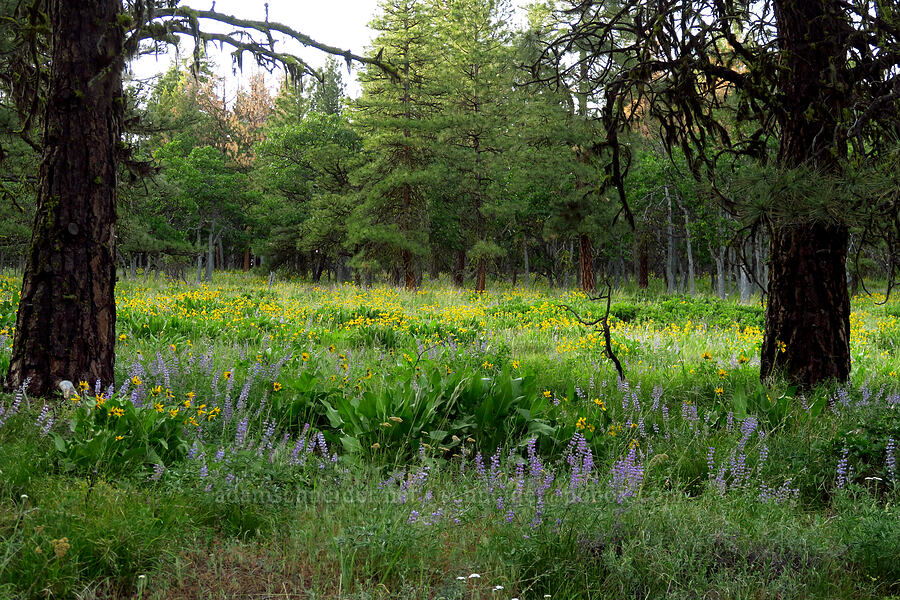 lupines & balsamroot (Lupinus sp., Balsamorhiza sp.) [Forest Road 1720, Mt. Hood National Forest, Wasco County, Oregon]