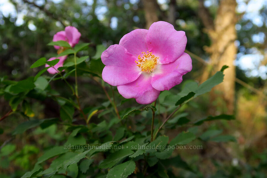 wild rose (Rosa sp.) [Skyline Road, Mt. Hood National Forest, Wasco County, Oregon]