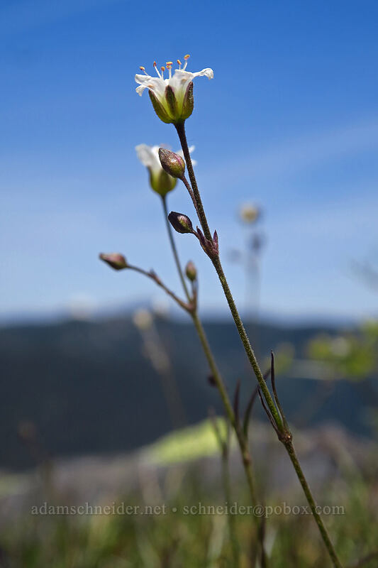 slender mountain sandwort (Eremogone capillaris (Arenaria capillaris)) [Dome Rock, Willamette National Forest, Marion County, Oregon]
