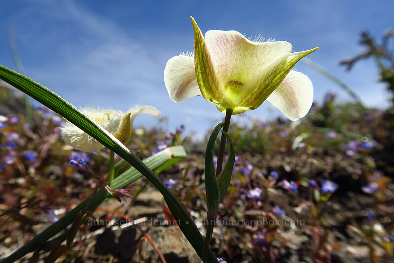 subalpine mariposa lily (Calochortus subalpinus) [Dome Rock, Willamette National Forest, Marion County, Oregon]
