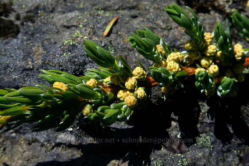 juniper pollen cones (male flowers) (Juniperus communis) [Dome Rock, Willamette National Forest, Marion County, Oregon]