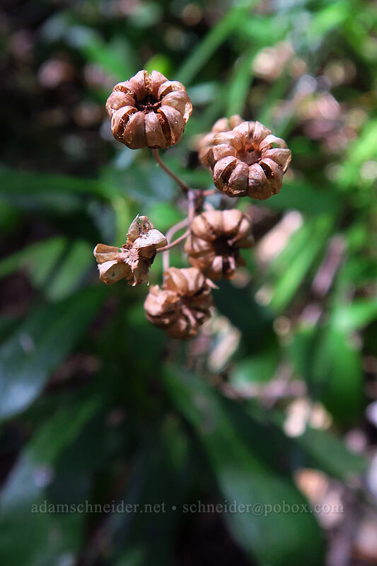 last year's pipsissewa seeds (Chimaphila umbellata) [Tumble Ridge Trail, Willamette National Forest, Marion County, Oregon]