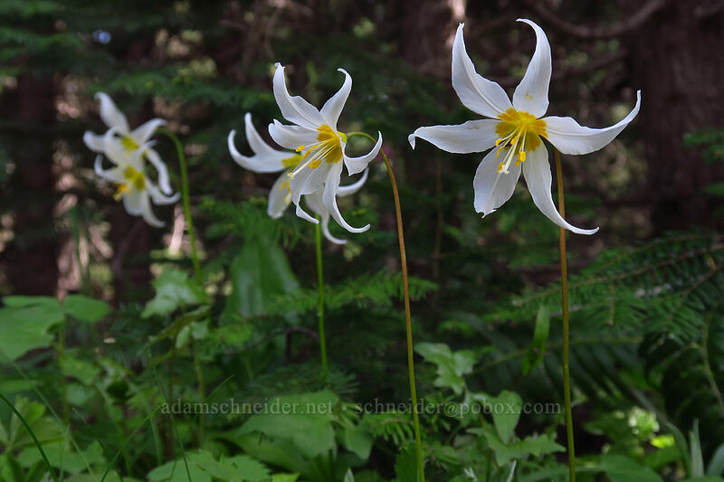 avalanche lilies (Erythronium montanum) [Knutson Saddle, Willamette National Forest, Marion County, Oregon]