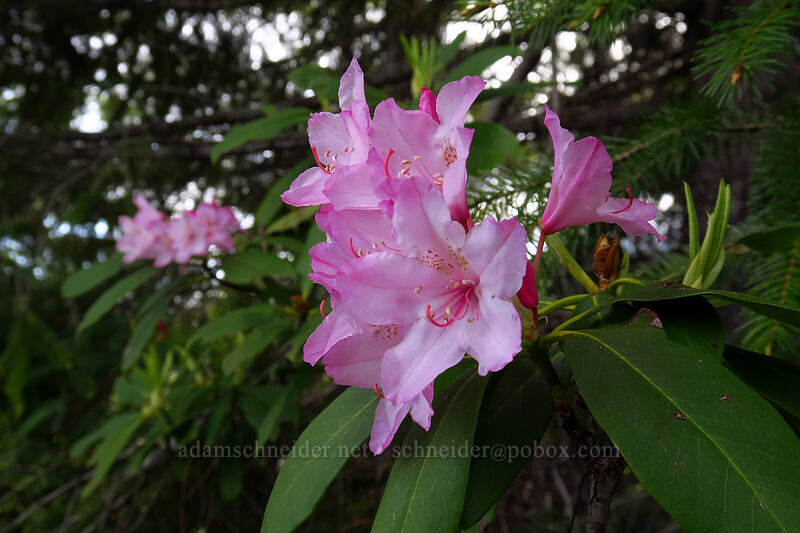 western rhododendron (Rhododendron macrophyllum) [Sardine Mountain Trail, Willamette National Forest, Marion County, Oregon]