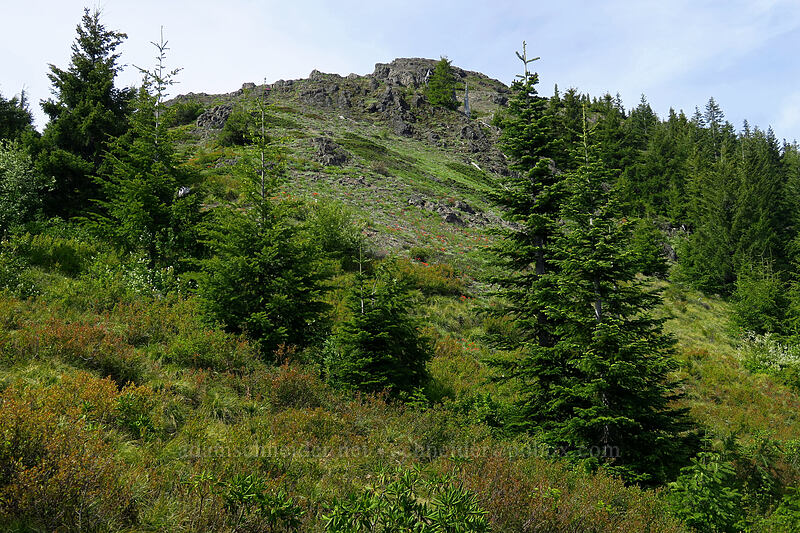 Sardine Mountain's southeast slope [Sardine Mountain Trail, Willamette National Forest, Marion County, Oregon]