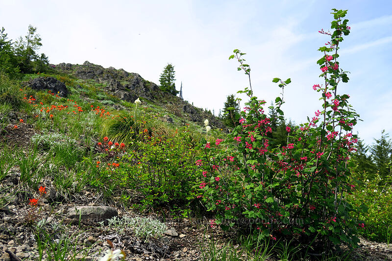 red-flowering currant & paintbrush (Ribes sanguineum, Castilleja sp.) [Sardine Mountain, Willamette National Forest, Marion County, Oregon]