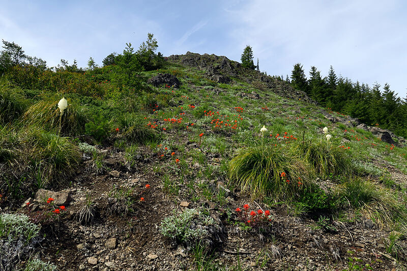 beargrass & paintbrush (Xerophyllum tenax, Castilleja hispida) [Sardine Mountain, Willamette National Forest, Marion County, Oregon]