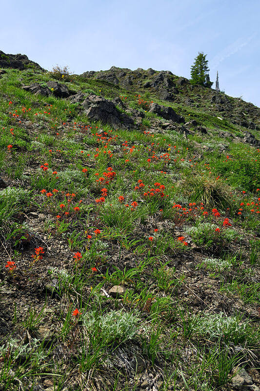 paintbrush (Castilleja hispida) [Sardine Mountain, Willamette National Forest, Marion County, Oregon]