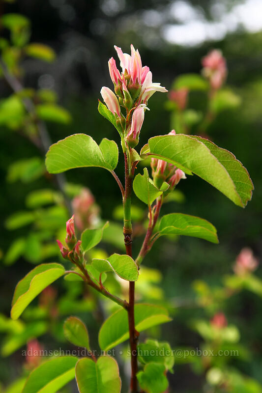 serviceberry, budding (Amelanchier alnifolia) [Sardine Mountain, Willamette National Forest, Marion County, Oregon]