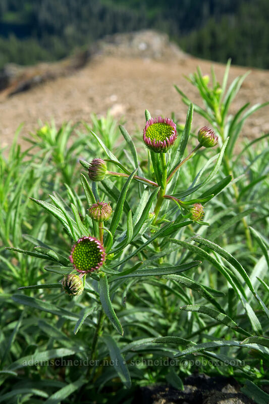 leafy fleabane, budding (Erigeron foliosus var. confinis) [Sardine Mountain, Willamette National Forest, Marion County, Oregon]