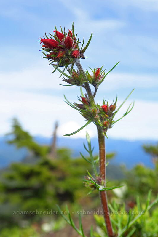 scarlet gilia, budding (Ipomopsis aggregata) [Sardine Mountain, Willamette National Forest, Marion County, Oregon]