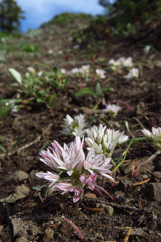 scalloped onion flowers (Allium crenulatum) [Sardine Mountain, Willamette National Forest, Marion County, Oregon]