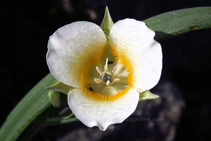 subalpine mariposa lily (Calochortus subalpinus) [Sardine Mountain, Willamette National Forest, Marion County, Oregon]