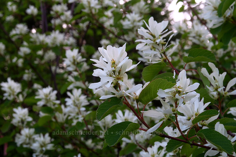 serviceberry flowers (Amelanchier alnifolia) [Sardine Mountain Trail, Willamette National Forest, Marion County, Oregon]
