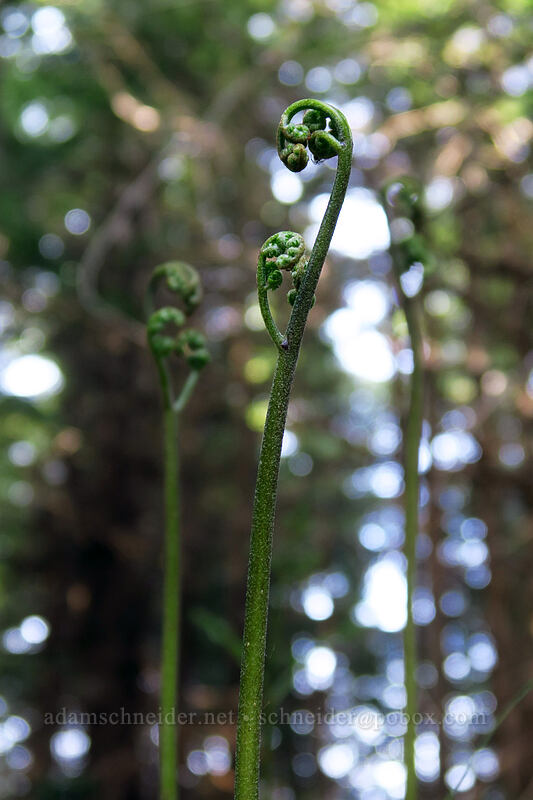 bracken fern fiddleheads (Pteridium aquilinum) [Sardine Mountain Trail, Willamette National Forest, Marion County, Oregon]