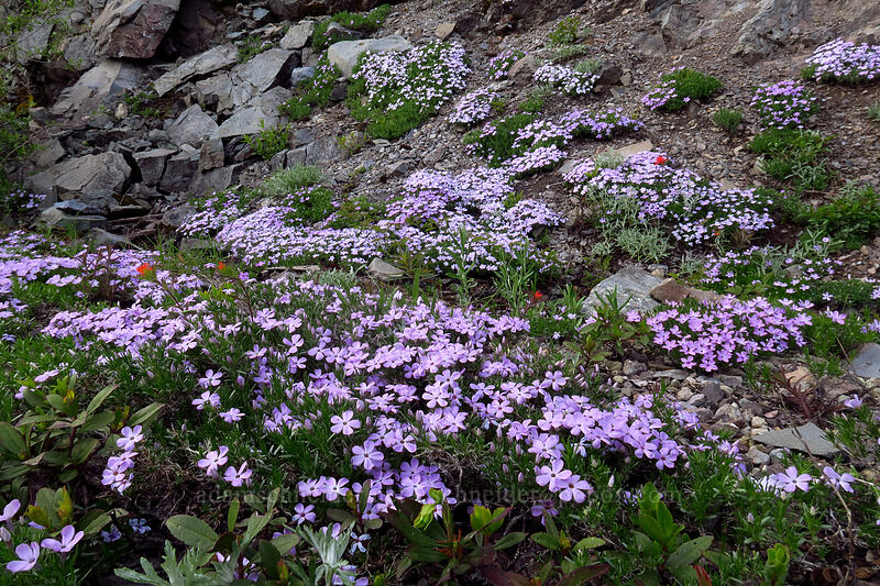 spreading phlox (Phlox diffusa) [Forest Road 2223, Willamette National Forest, Marion County, Oregon]