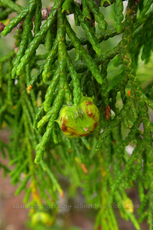 Nootka cypress (Alaska cedar) cone (Chamaecyparis nootkatensis (Xanthocyparis nootkatensis)) [Phantom Natural Bridge, Willamette National Forest, Marion County, Oregon]