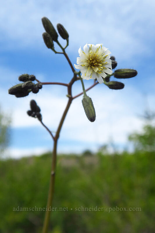 white hawkweed (Hieracium albiflorum) [Truman Trail, Mt. St. Helens National Volcanic Monument, Skamania County, Washington]