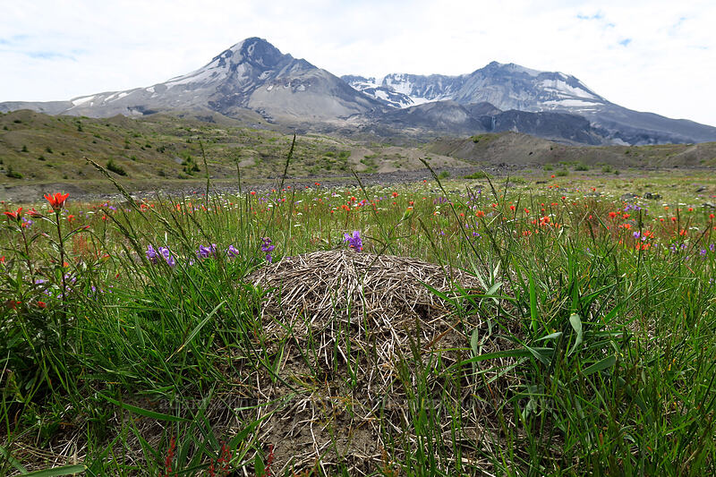 thatching ant mound (Formica obscuripes) [Willow Springs Trail, Mt. St. Helens National Volcanic Monument, Skamania County, Washington]