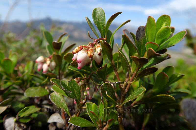 kinnickinnick (bearberry) (Arctostaphylos uva-ursi) [Loowit Falls Trail, Mt. St. Helens National Volcanic Monument, Skamania County, Washington]