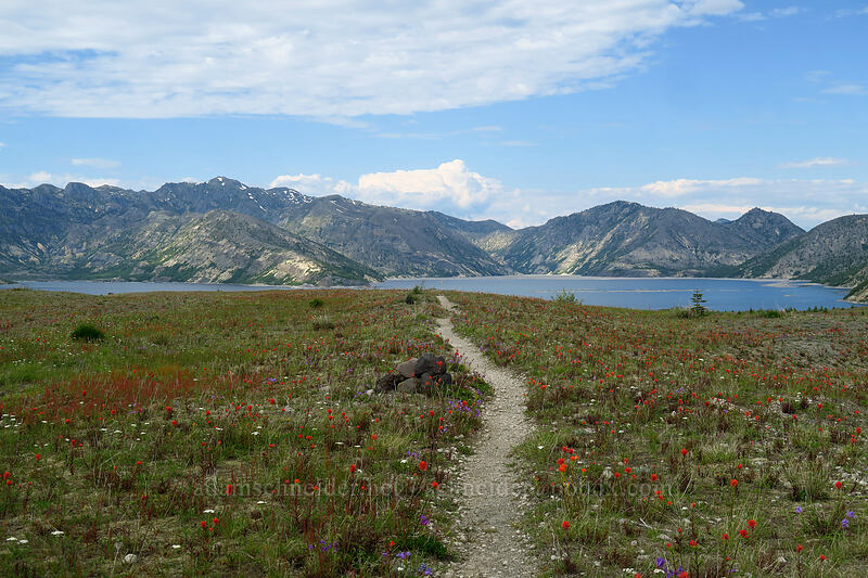 wildflowers, Spirit Lake, & Mt. Margaret [Willow Springs Trail, Mt. St. Helens National Volcanic Monument, Skamania County, Washington]