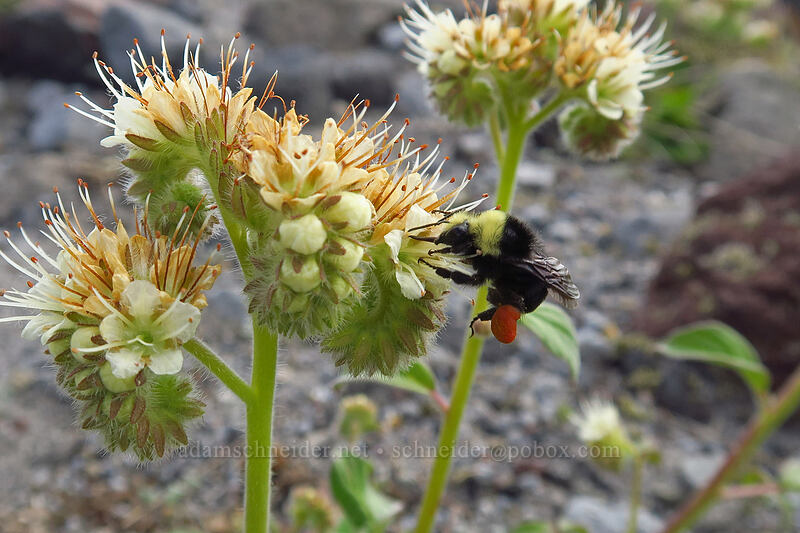 bumblebee on silver-leaf phacelia (Phacelia hastata) [Truman Trail, Mt. St. Helens National Volcanic Monument, Skamania County, Washington]