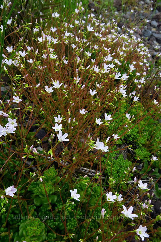 little-leaf montia (Montia parvifolia (Claytonia parvifolia)) [Truman Trail, Mt. St. Helens National Volcanic Monument, Skamania County, Washington]