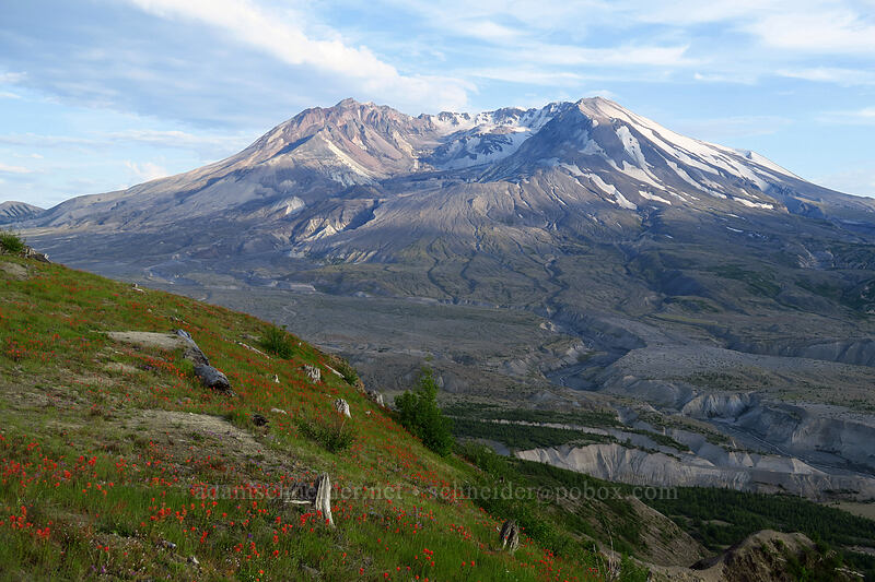Mount St. Helens [Boundary Trail, Mt. St. Helens National Volcanic Monument, Skamania County, Washington]