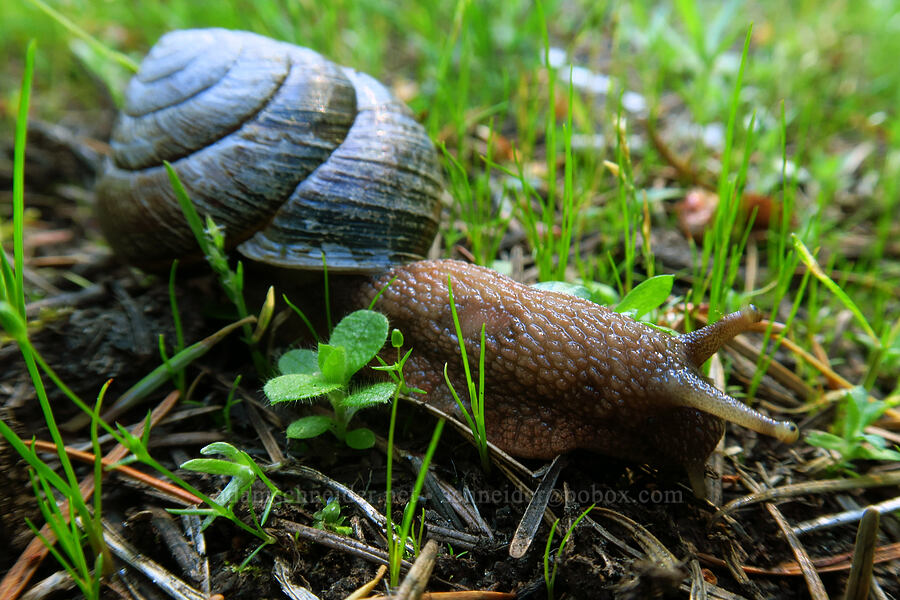 largish snail [Forest Road 5824-124, Willamette National Forest, Lane County, Oregon]