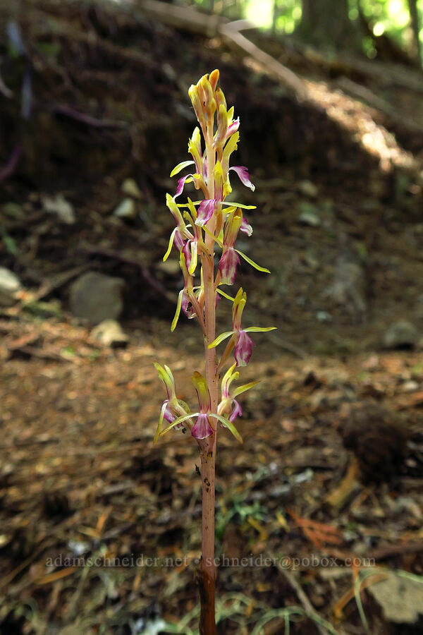 yellowish western coral-root orchid (Corallorhiza mertensiana) [Tire Mountain Trail, Willamette National Forest, Lane County, Oregon]