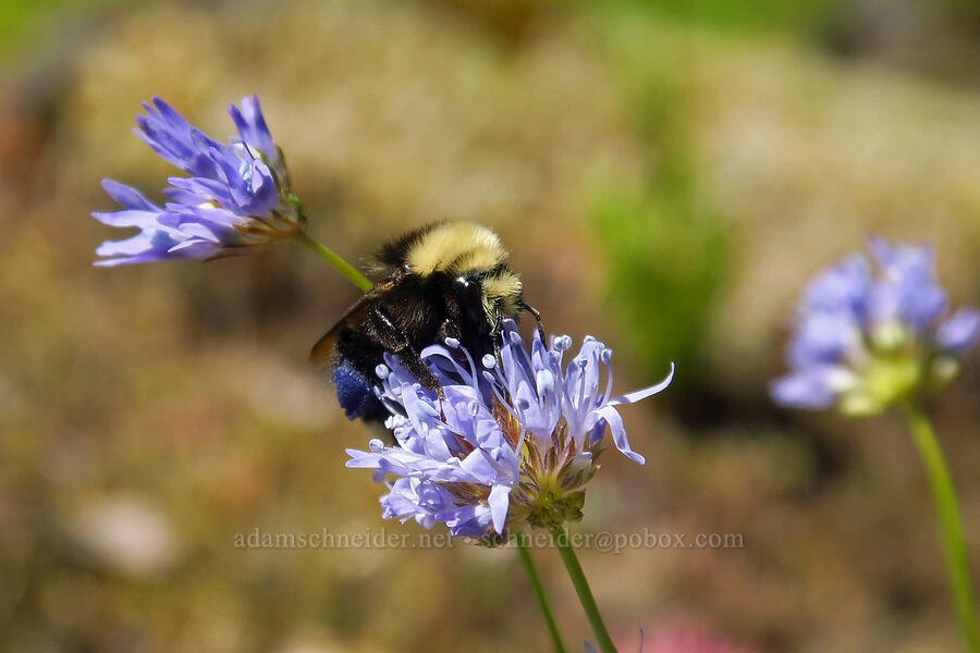 bumblebee on blue-head gilia (Bombus sp., Gilia capitata ssp. capitata) [Tire Mountain summit, Willamette National Forest, Lane County, Oregon]