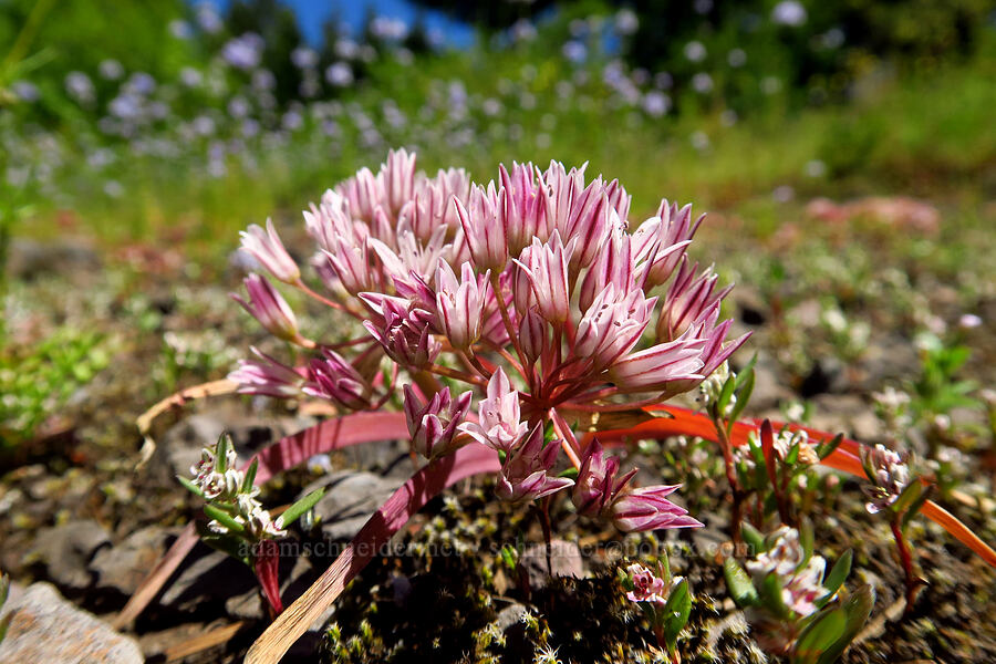 scalloped onion flowers (Allium crenulatum) [Tire Mountain summit, Willamette National Forest, Lane County, Oregon]
