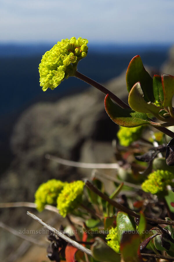 marum-leaf buckwheat (Eriogonum marifolium) [Fuji Mountain Trail, Willamette National Forest, Lane County, Oregon]