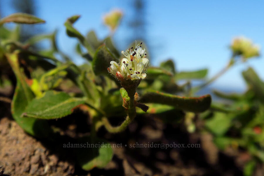 alpine buckwheat (Eriogonum pyrolifolium var. coryphaeum) [Fuji Mountain Trail, Willamette National Forest, Lane County, Oregon]
