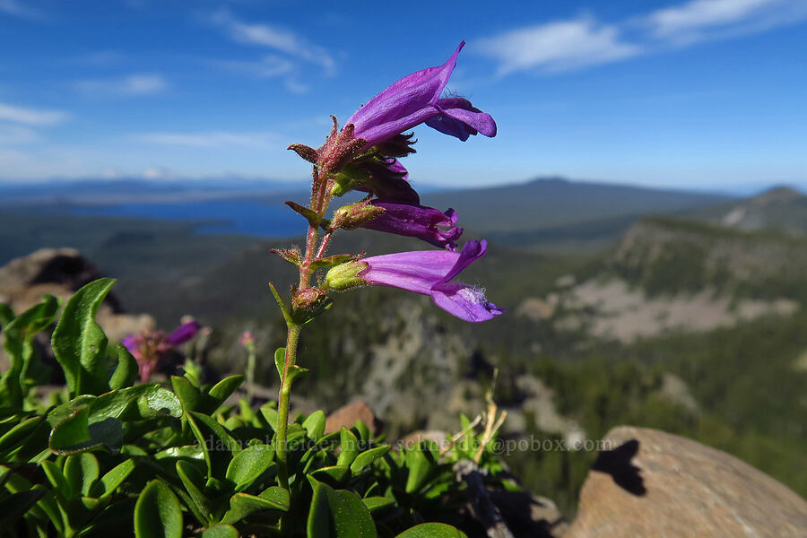 Davidson's penstemon (Penstemon davidsonii) [Fuji Mountain summit, Willamette National Forest, Lane County, Oregon]