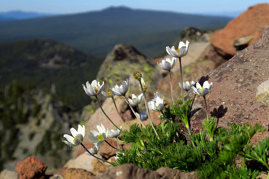 Drummond's anemones (Anemone drummondii) [Fuji Mountain summit, Willamette National Forest, Lane County, Oregon]
