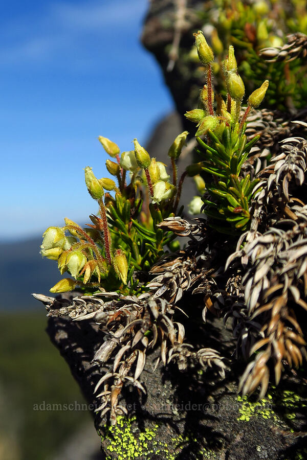 yellow mountain heather (Phyllodoce glanduliflora) [Fuji Mountain summit, Willamette National Forest, Lane County, Oregon]