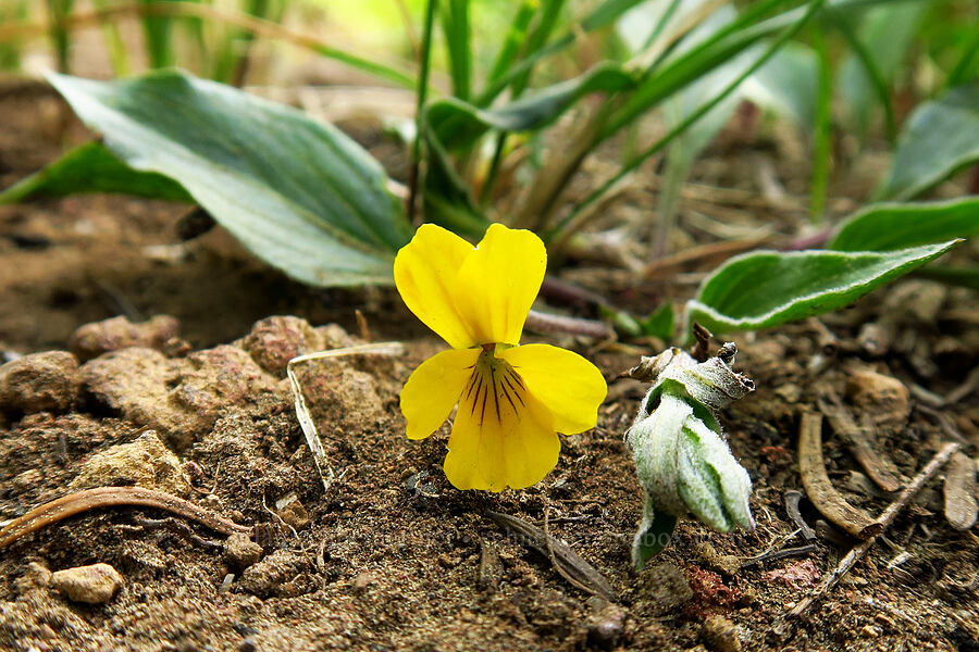 yellow prairie violet (Viola bakeri) [Fuji Mountain summit, Willamette National Forest, Lane County, Oregon]