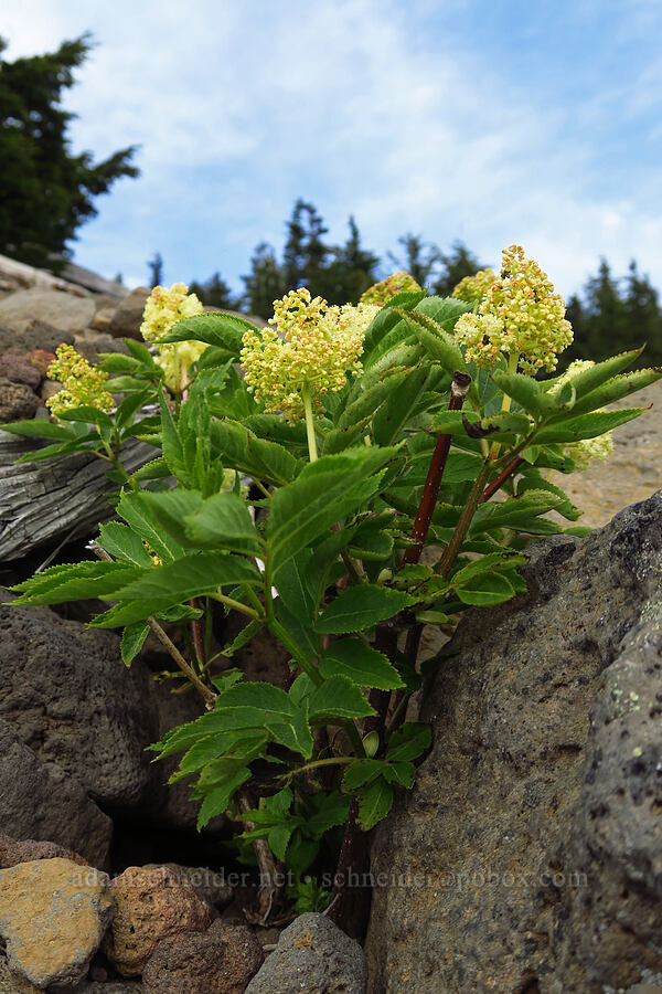 red elderberry flowers (Sambucus racemosa) [Fuji Mountain summit, Willamette National Forest, Lane County, Oregon]