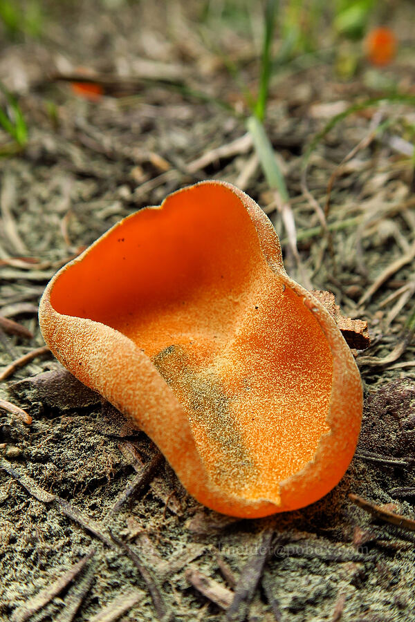 orange peel fungus (Aleuria aurantia) [Fuji Mountain Trail, Willamette National Forest, Lane County, Oregon]