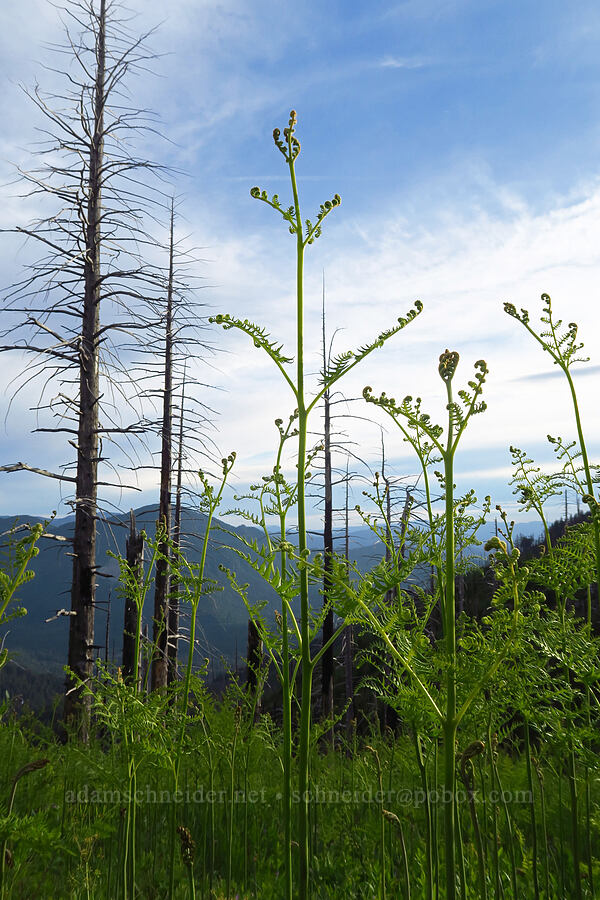 bracken ferns (Pteridium aquilinum) [Bunchgrass Ridge, Willamette National Forest, Lane County, Oregon]