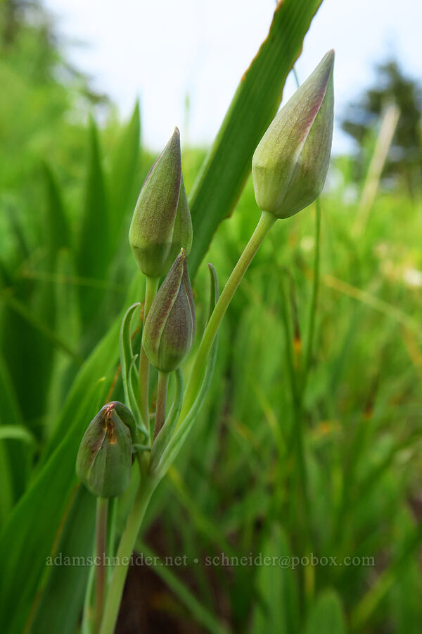 subalpine mariposa lily, budding (Calochortus subalpinus) [Bunchgrass Ridge, Willamette National Forest, Lane County, Oregon]
