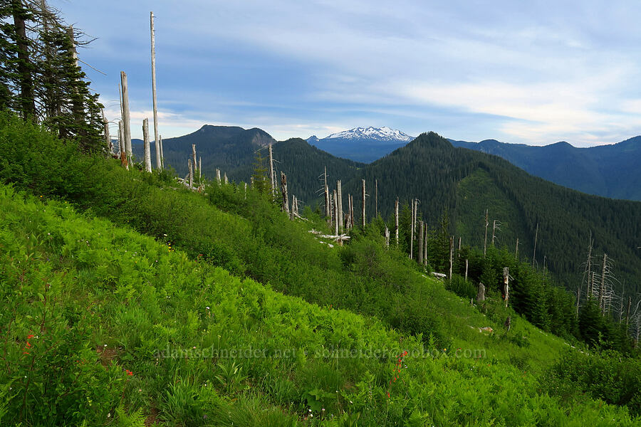 ferns, snags, & Diamond Peak [Bunchgrass Ridge, Willamette National Forest, Lane County, Oregon]