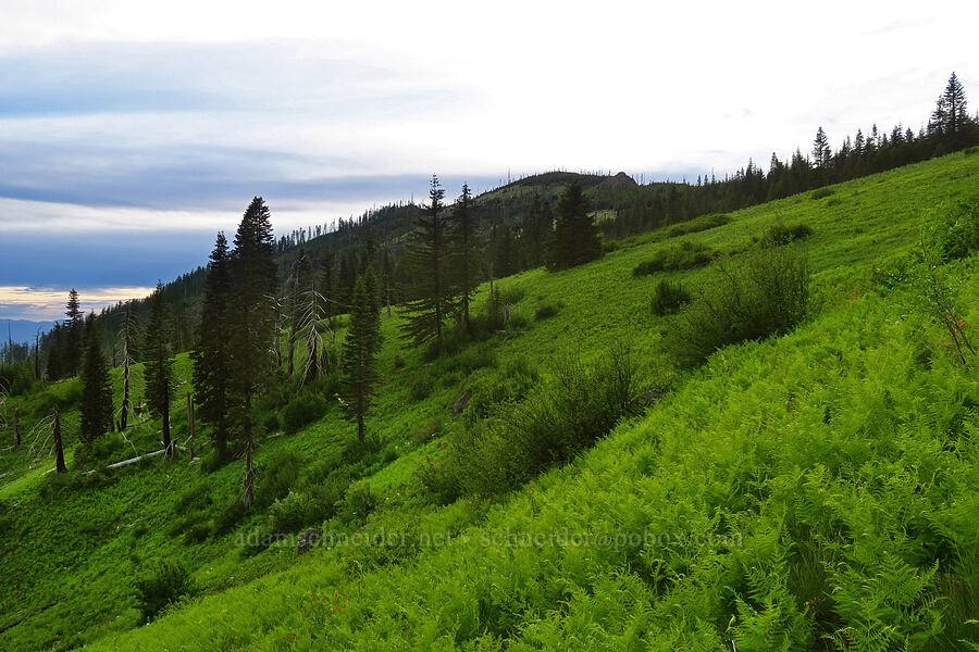 Bunchgrass Ridge [Bunchgrass Ridge, Willamette National Forest, Lane County, Oregon]