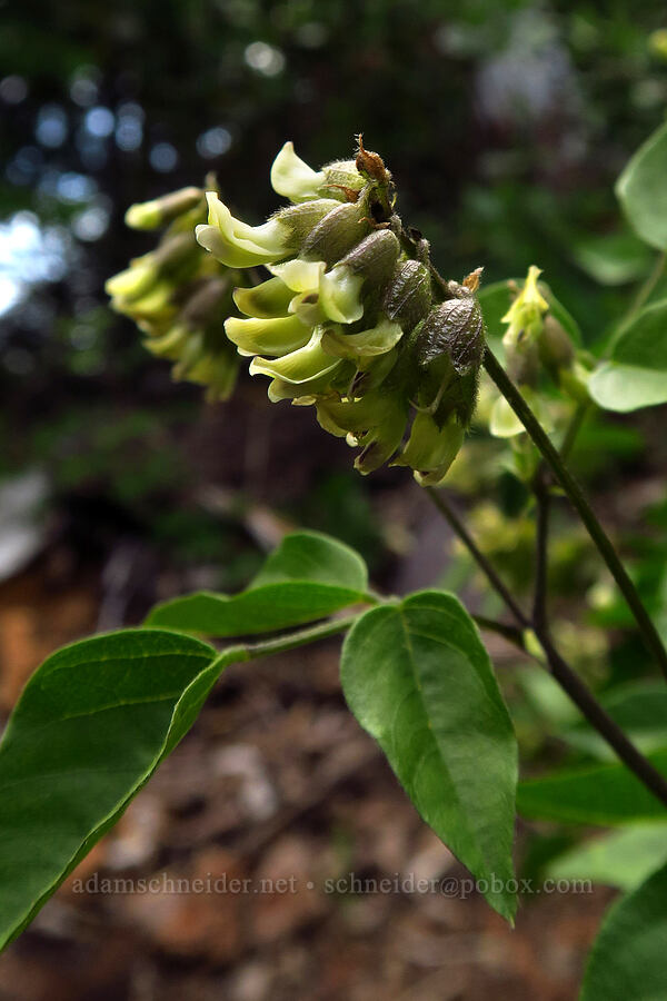 forest scurf-pea (California tea) (Rupertia physodes (Psoralea physodes)) [Bunchgrass Ridge, Willamette National Forest, Lane County, Oregon]
