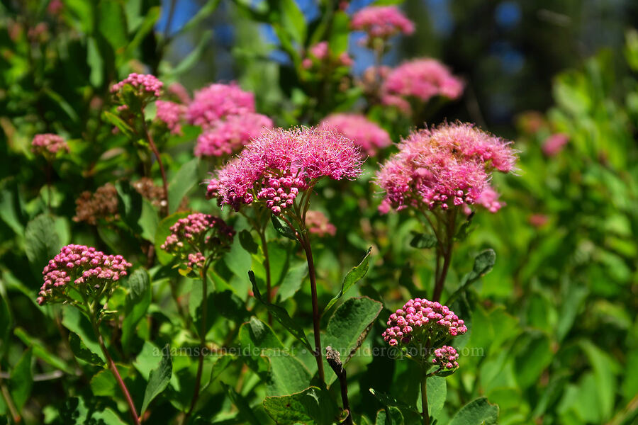 subalpine spirea (Spiraea splendens (Spiraea densiflora)) [Blair Meadows, Willamette National Forest, Lane County, Oregon]